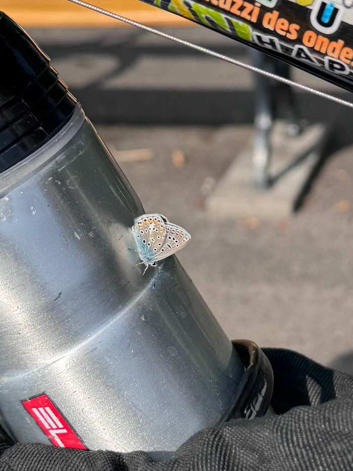 Papillon posé sur la fourche du vélo
